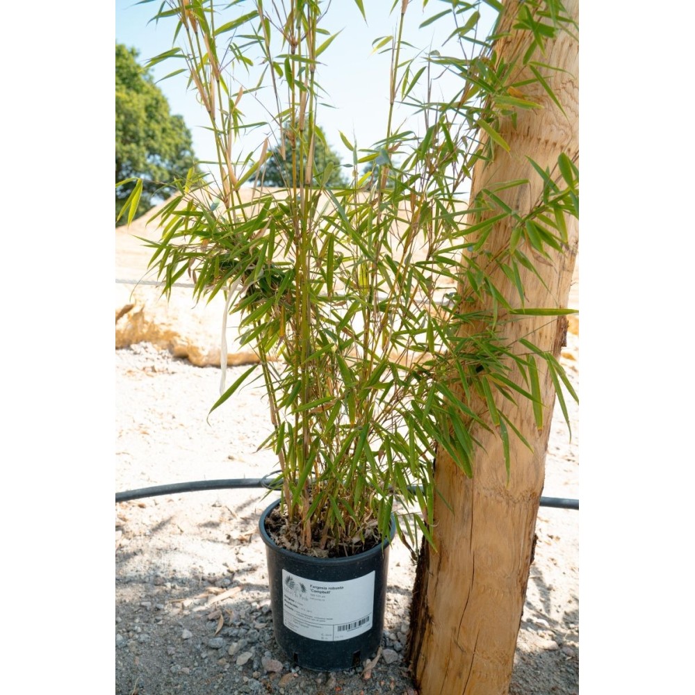 Fargesia robusta 'Campbell'