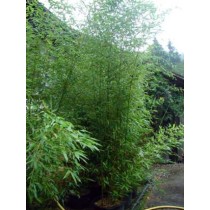 Phyllostachys bisseti