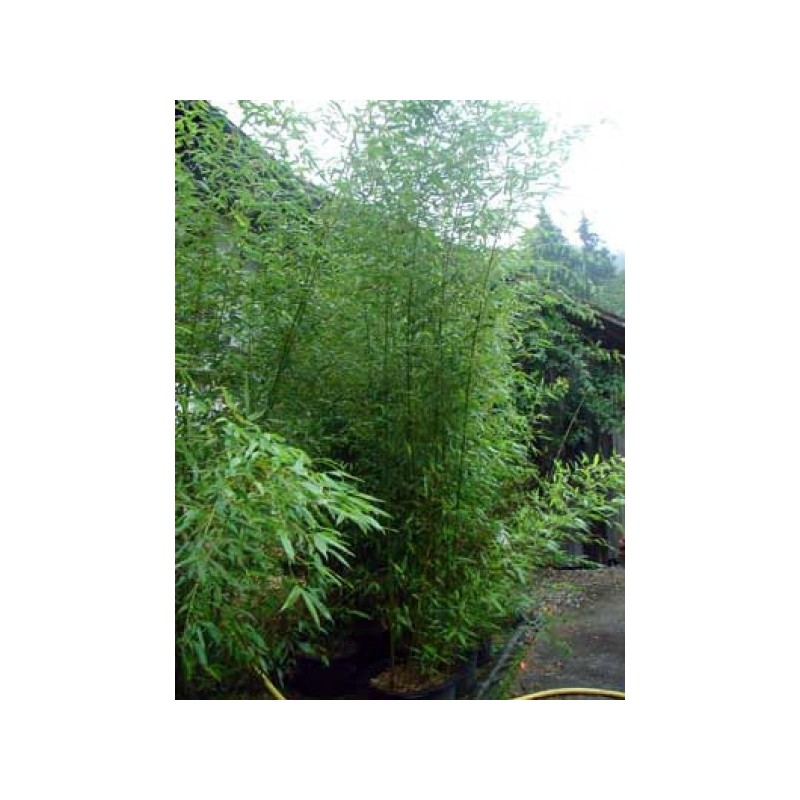 Phyllostachys bisseti