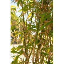 Bambusa glaucescens (Multiplex type)