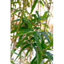 Bambusa glaucescens (Multiplex type)