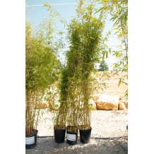 Fargesia 'Obelisk'