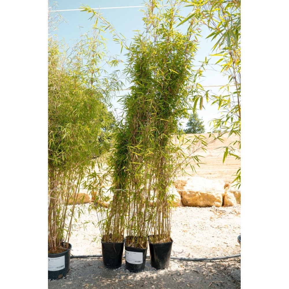 Fargesia 'Obelisk'