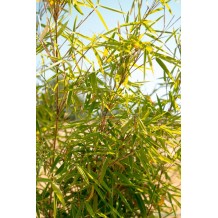 Fargesia 'Obelisk'