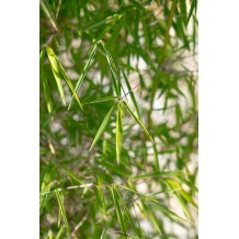 Fargesia angustissima