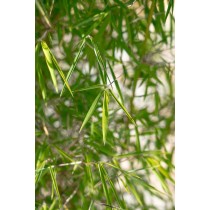 Fargesia angustissima
