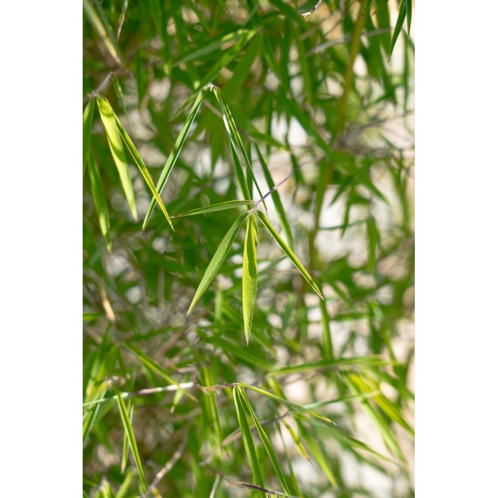 Fargesia angustissima