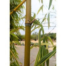 Phyllostachys iridescens