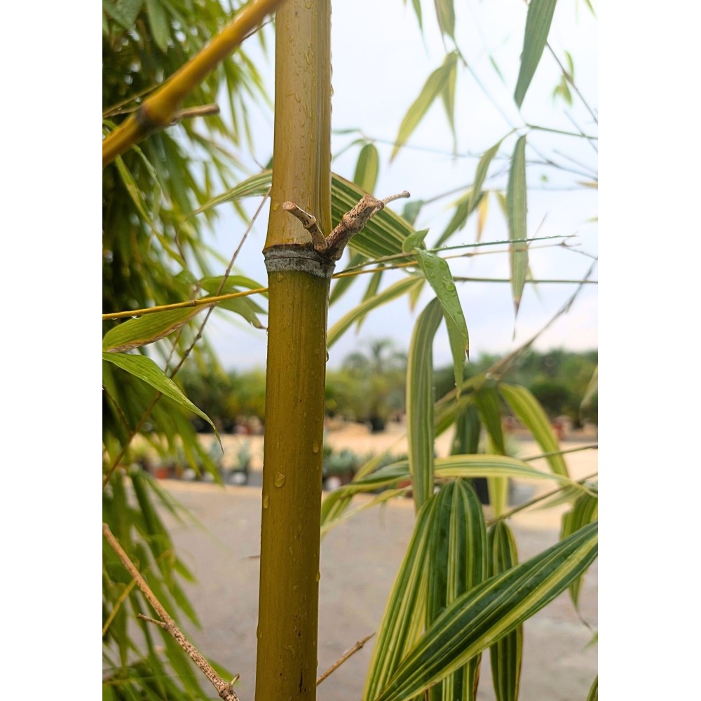 Phyllostachys iridescens