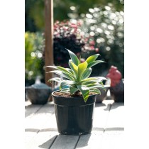 Agave attenuata variegata - Palmiers du Monde