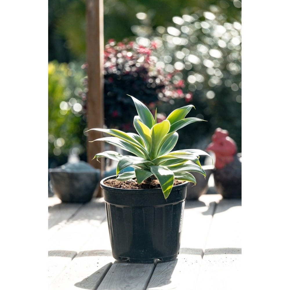 Agave attenuata variegata - Palmiers du Monde