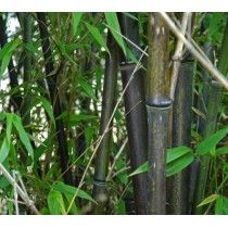 Phyllostachys nigra