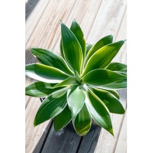 Agave attenuata variegata - Palmiers du Monde