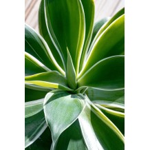 Agave attenuata variegata - Palmiers du Monde