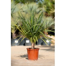 Dracaena drago (Dragonnier) - Palmiers du Monde