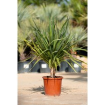 Dracaena drago (Dragonnier) - Palmiers du Monde