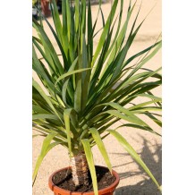 Dracaena drago (Dragonnier) - Palmiers du Monde