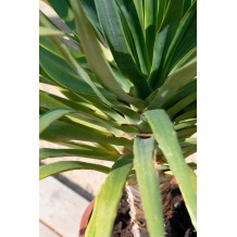 Dracaena drago (Dragonnier) - Palmiers du Monde