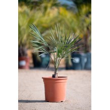 Bismarckia nobilis - Palmiers du Monde
