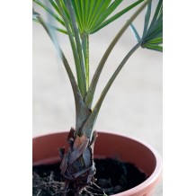 Bismarckia nobilis - Palmiers du Monde