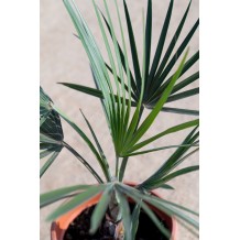 Bismarckia nobilis - Palmiers du Monde