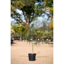 Chamaedorea plumosa - Palmiers du monde
