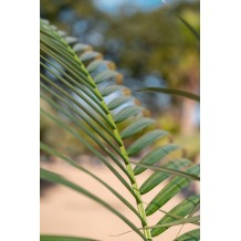 Archontophoenix alexandrae- Palmiers du Monde