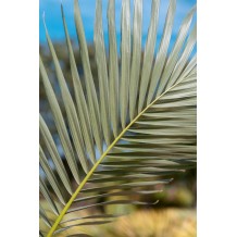 Archontophoenix alexandrae- Palmiers du Monde