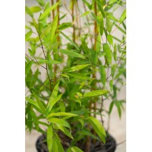 Phyllostachys humilis