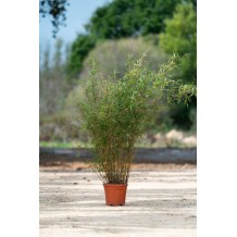Fargesia scabrida 'Asian Wonder'