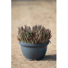 Aloe aristata - Palmiers du Monde