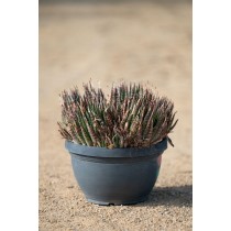 Aloe aristata - Palmiers du Monde