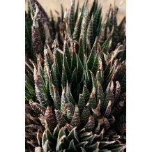 Aloe aristata - Palmiers du Monde