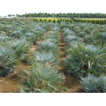 Chamaerops Humilis cerifera