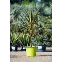 Cordyline australis Torbay dazzler