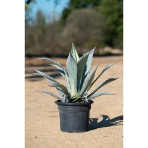 Agave winteriana - Palmiers du Monde