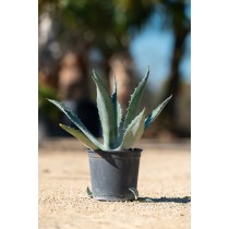 Agave americana - Palmiers du Monde