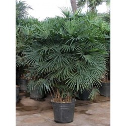Rhapis humilis (palmier chinois)
