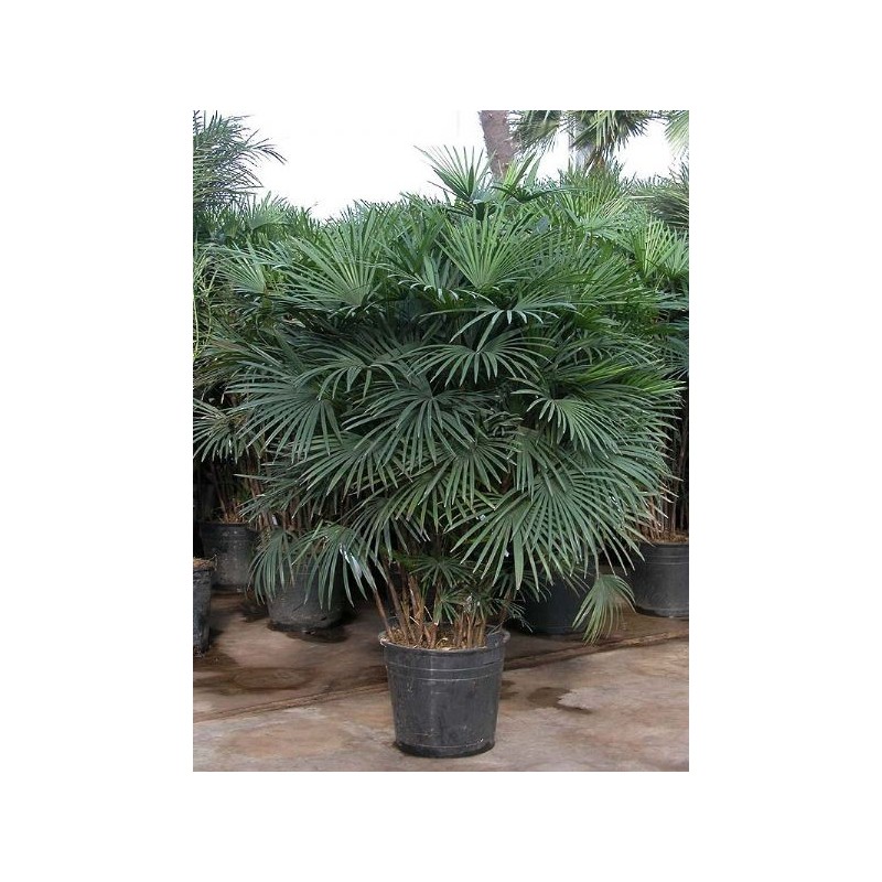 Rhapis humilis (palmier chinois)