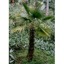 Trithrinax acanthocoma (Trithrinax brasilensis)