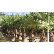 Brahea brandegeei