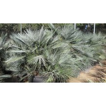 Chamaerops Humilis cerifera