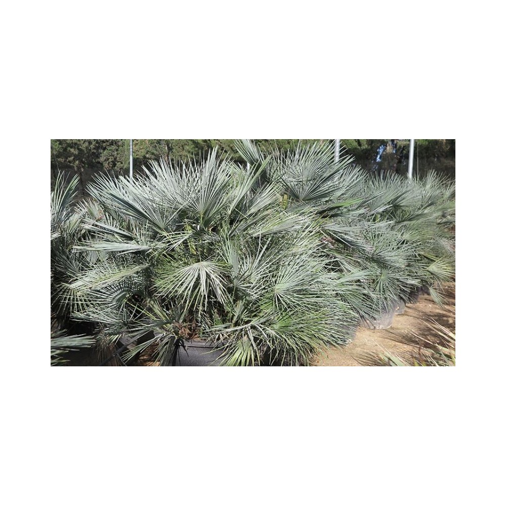 Chamaerops Humilis cerifera