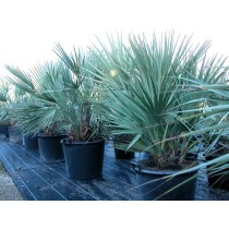 Nannorrhops ritchieana