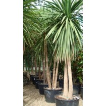 Cordyline australis