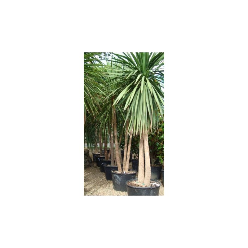 Cordyline australis