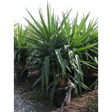 Yucca elephantipes