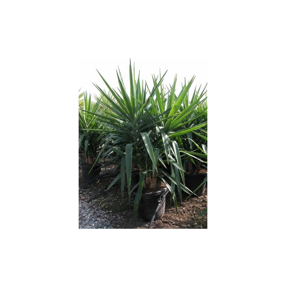 Yucca elephantipes