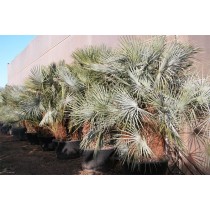 Chamaerops Humilis cerifera