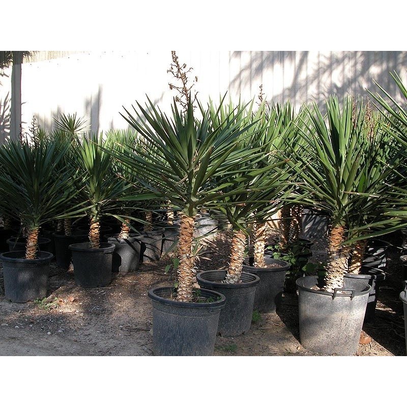 Yucca Aloifolia